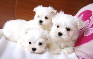 Adorable Maltese Puppies For Free Adoption