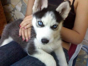 ***Cut Siberian husky puppies for adoption*****