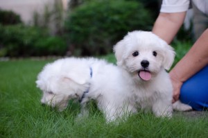 Outstanding Maltese puppies for caring homes