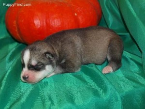 CKC Friendly Blue eyes Siberian husky puppies ready