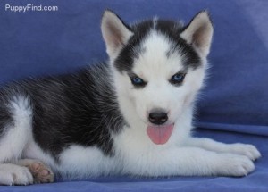 CKC Friendly Blue eyes Siberian husky puppies ready