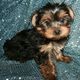 ADORABLE TEACUP YORKIE FOR  ADOPTION NOW