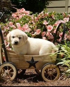 male and female retriever puppies ready for re-homing