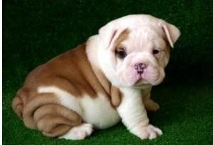 GORGEOUS AND ADORABLE ENGLISH BULLDOG PUPPIES FOR FREE ADOPTION