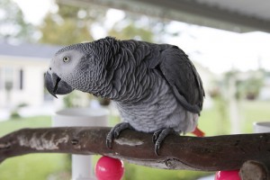 Cute African Grey Baby