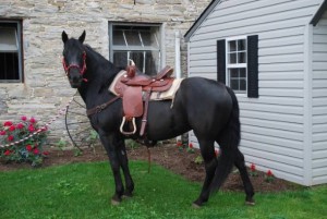 Young Friesian horses for adoption