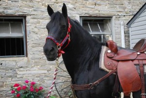 Young Friesian horses for adoption