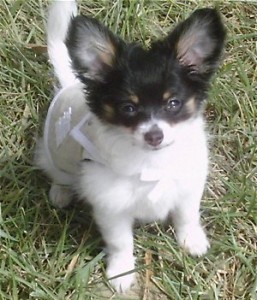 Precious Teacup Longhair Chihuahua Puppies