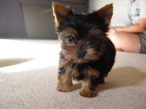 (re-homing)Yorkshire terrier puppies male and female