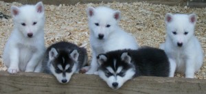 Siberian Husky Puppies, Akc Full Registration