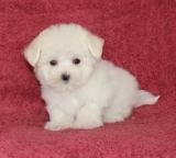 Registered Teacup Maltese puppies.