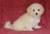 charming lovely Maltese puppies available for new family home