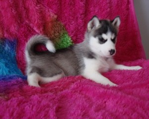 Siberian Husky puppies for adoption .