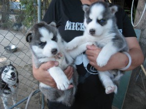 Affectionate Siberian husky puppy