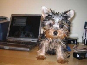 cute and adorable male and female yorkshire terrier puppies for adoption