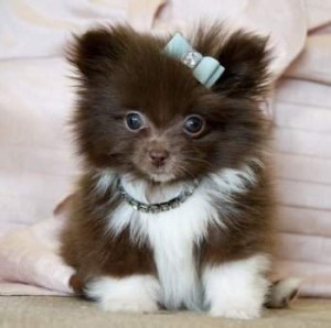 Tiny Teacup Pomeranian Prince Amazing Dark Chocolate Coat