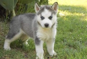 Lovely beautiful siberian husky puppy for rehoming!!!