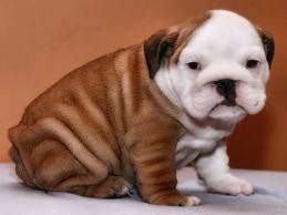 Beautiful baby-face English Bulldog puppies for pet lovers