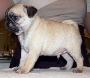 we have available with us now healthy pug puppies