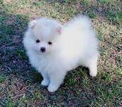 Pure Bred Pomeranian for adoption