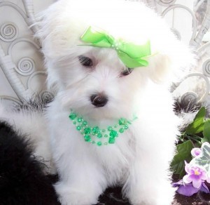 GORGEOUS AND ADORABLE MALTESE PUPPIES FOR FREE ADOPTION