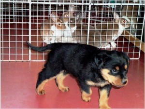 Cute and Adorable Rottweiler Puppies For Adoption
