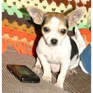 Health certificate Male and Female chichuachua Puppies 4 free adoption