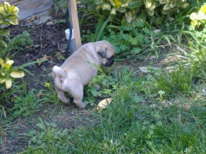 pug puppy