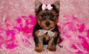 T-cup Yorkie puppies ready for free adoption.