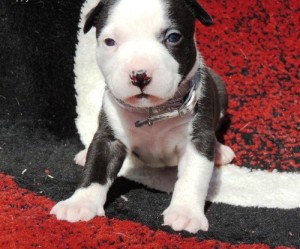 American Pit Bull Terrier Puppies For Sale , Akc Full Registration