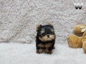 Charming Yorkie puppy for sale