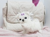 Gorgeuos Maltese puppy Available for sale