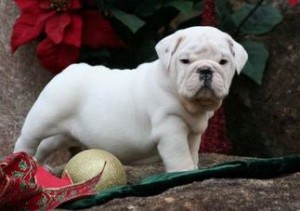 Charming English bulldog puppy for sale