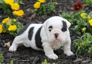 ! Cute  English bulldog puppies Ready For Good And Caring Homes !!pick up and We Ship If Need Be All Over USA)