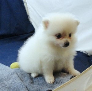 Cream white Pomeranian puppy for you