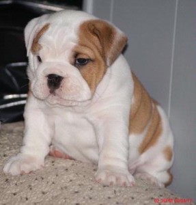 English bulldog Puppies For Adoption