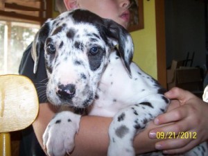 Beautiful Great Danes looking for a new home