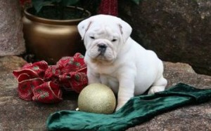 Trainned English bulldog puppy for sale