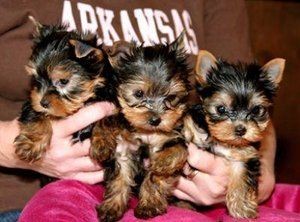 AWESOME TEACUP YORKIE PUPPIES FOR FREE ADOPTION