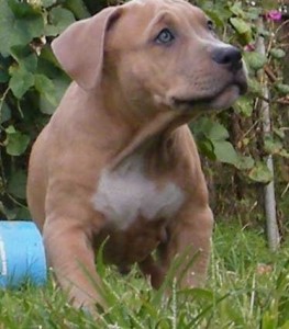 American Pit Bull Terrier puppies for sale