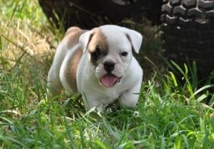 Charming English Bulldog puppies ready to go.