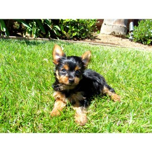 Yorkshire Terrier - Yorkie Puppy for re-homing