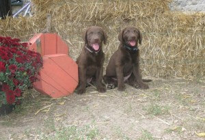 Chesapeake Bay Retriever puppies for homes .