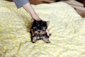 Check Out This cute Teacup Yorkie available