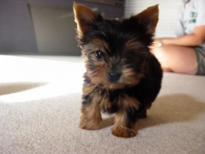 home trained female Yorkie puppy for free adoption