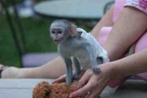 Male and Female Capuchin monkey