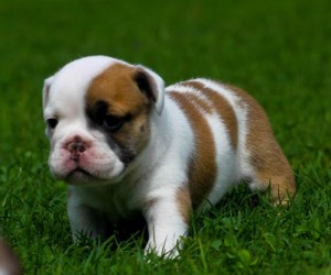 2 English bulldog puppies for adoption