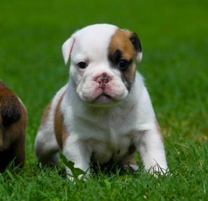 English Bulldog puppies for a good new home