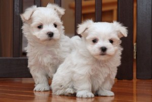 AKC Bloodlines Male and Female Maltese puppies available?