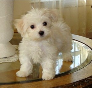 home train female maltese puppy for free adoption